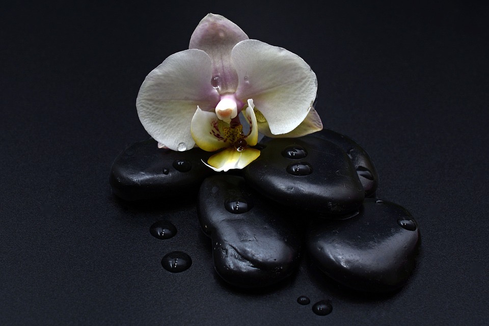 An orchid resting on smooth stones